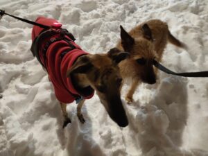 perros en nieves