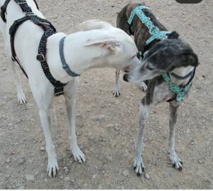 mis galgos preciosos