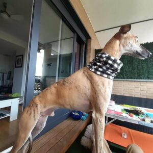 Galgo lindo