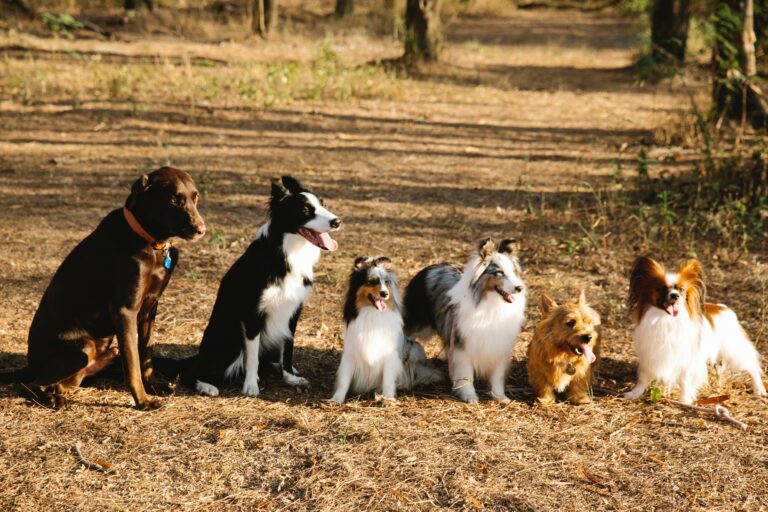 perros sentados