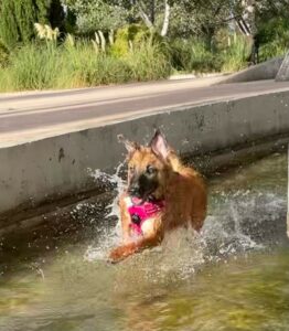 refrescandose perro rio