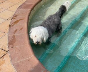 Perro en piscina