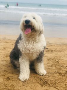 Perro en la playa