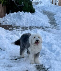 perro nieve