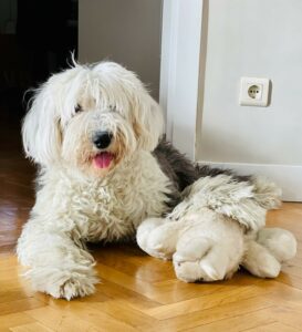 Perro con peluche