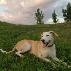 Koda en el campo