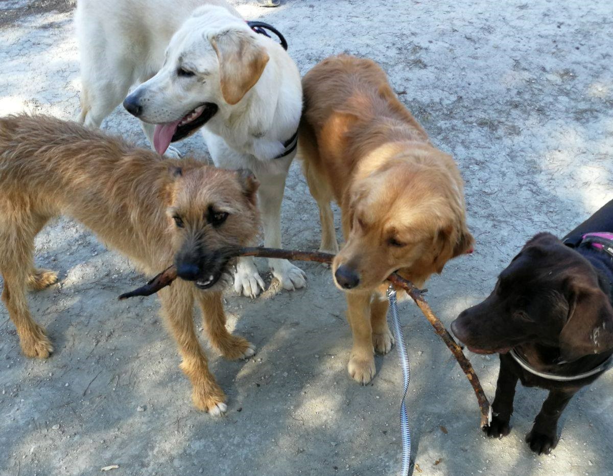 perros corriendo