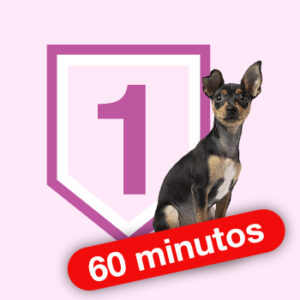 Sesión Individual (60 minutos). Educación Básica