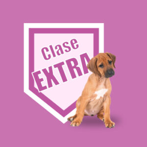 Clases Individuales Extras. Modificación de la conducta